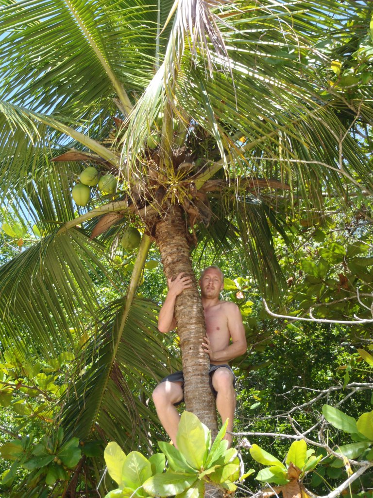 Joel shimmying up coconut trees