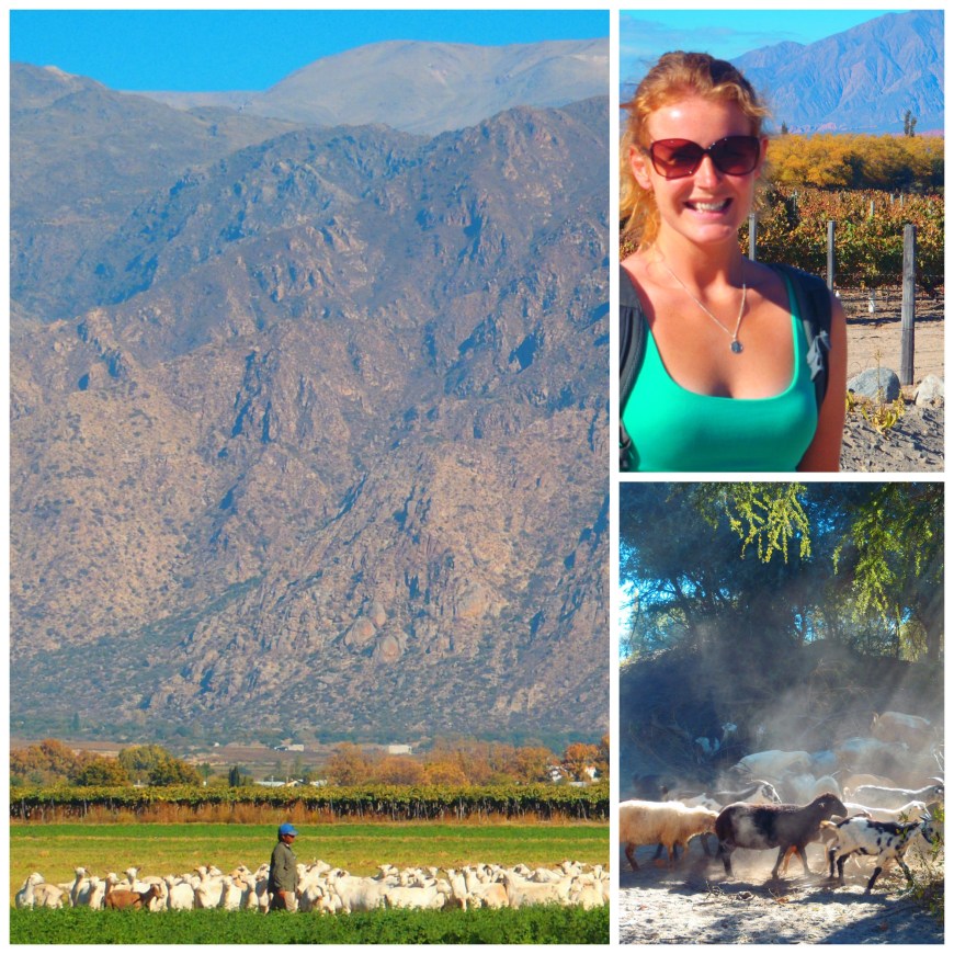 cafayate  collage 2