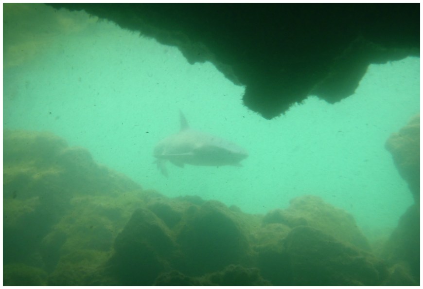 Shark, Isobela Island