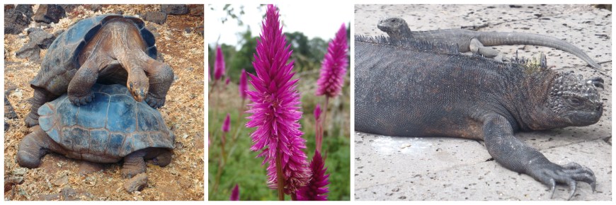 Land Tortoises Galapagos