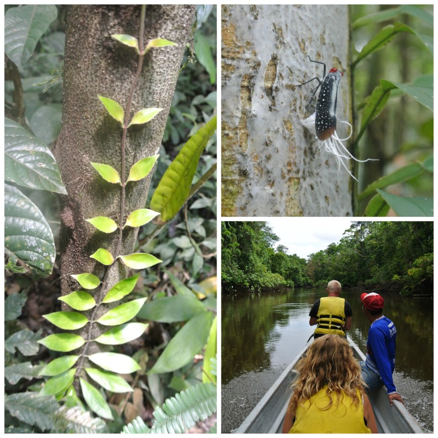 Amazon leaves and boat alli j