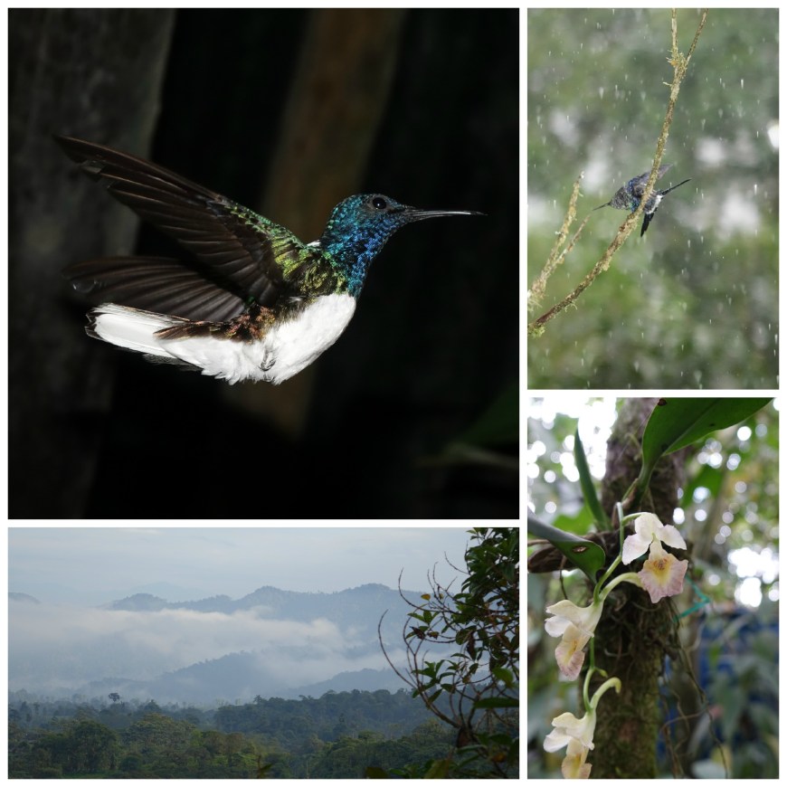 Hummingbirds and a 'cloud forest'