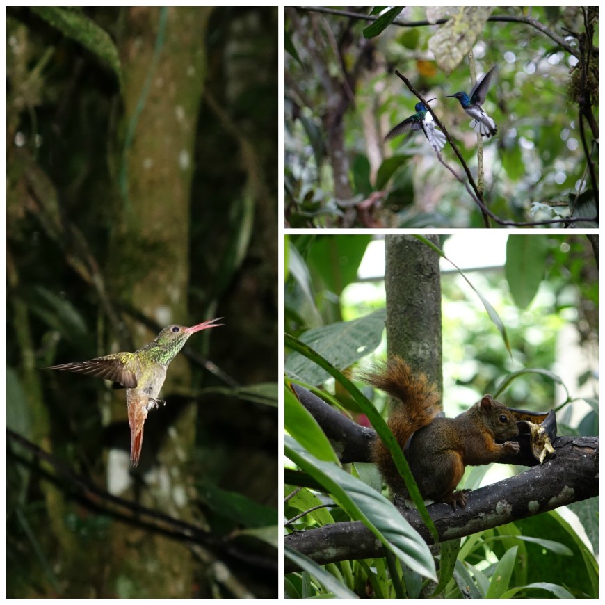 Mindo preview - courtesy of our new hardware