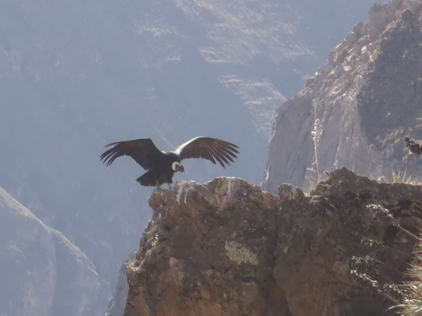 Condors at Colca Canyon, Peru