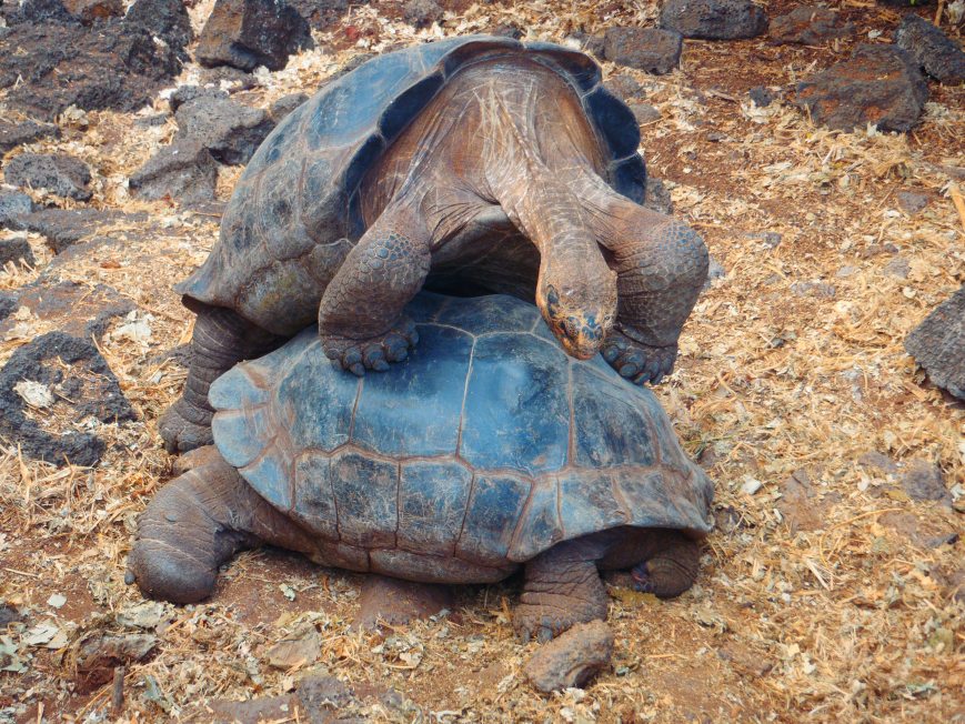 Tortoises getting frisky, Galapagos Islands