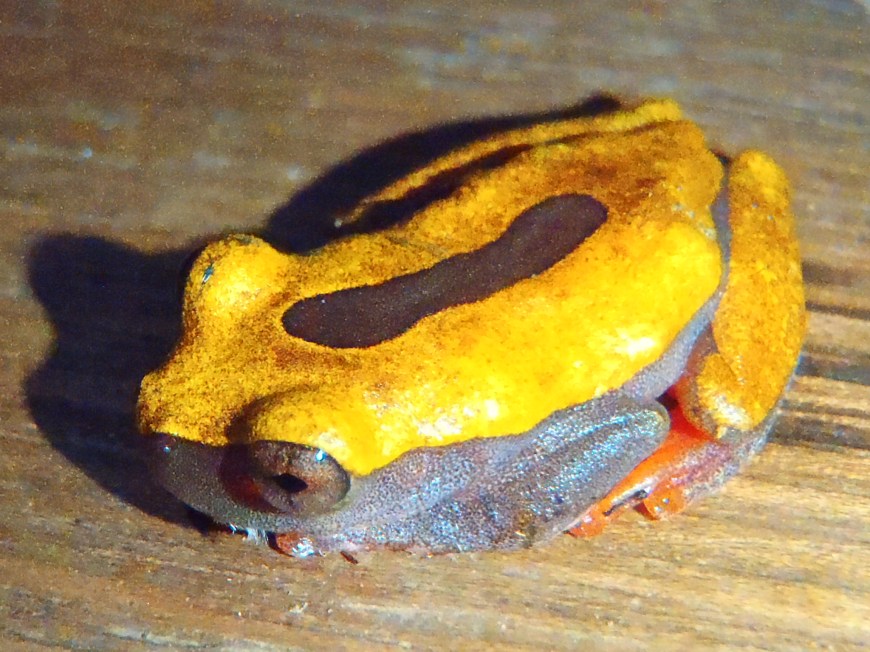 Poison Arrow Frog, Amazon